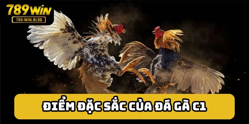 Những điểm đặc sắc của giải chọi kê C1