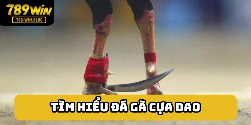 Tổng hợp đôi nét về đá gà cựa dao