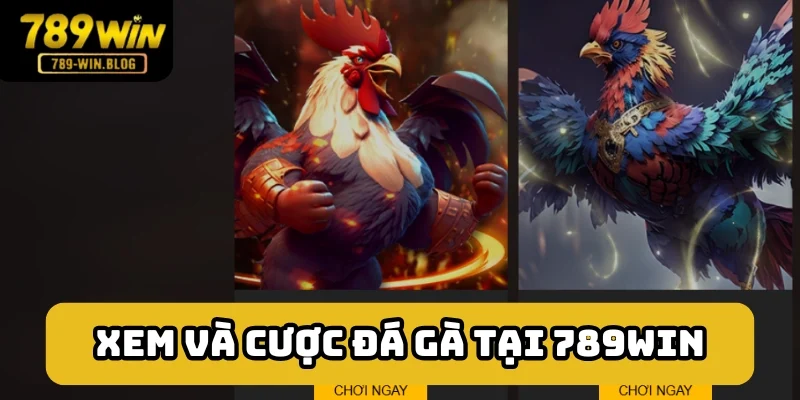 Tìm đến 789win xem và cược chọi kê Thomo